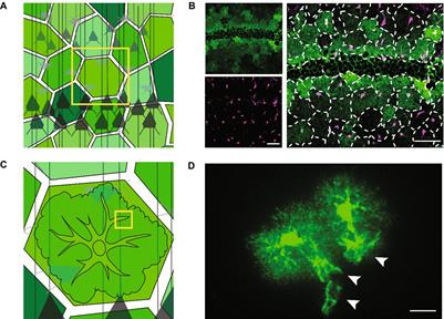 Beyond neurons: computer vision methods for analysis of morphologically complex astrocytes